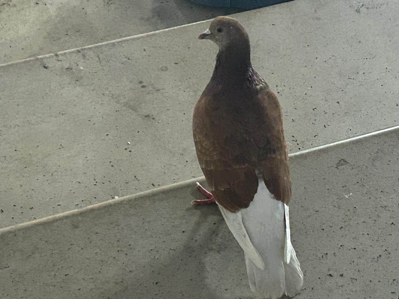 Nuestras inseparables amigas de cada ronda