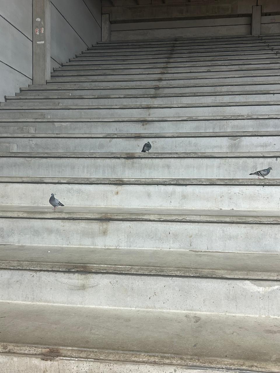 Las palomas, indiferentes testigos de cada ronda